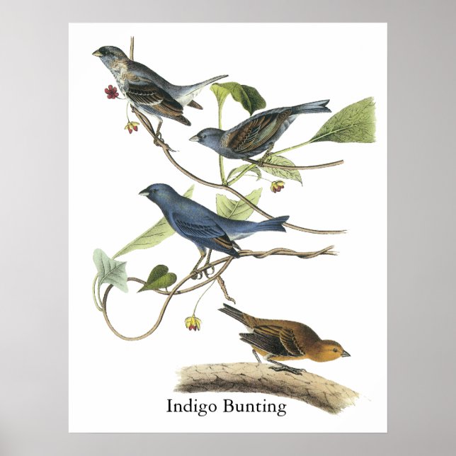 Audubon Indigo Bunting Print Poster (Vorne)