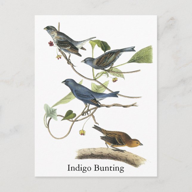 Audubon Indigo Bunting Print Postkarte (Vorderseite)