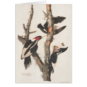 Audubon Ivory-Billed Woodpecker