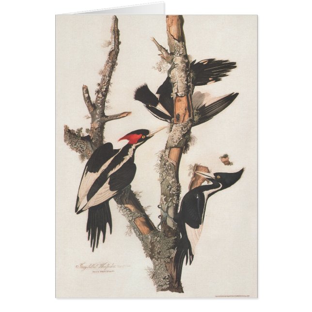 Audubon Ivory-Billed Woodpecker (Vorne)