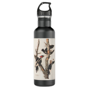 Audubon Ivory-Billed Woodpecker Edelstahlflasche