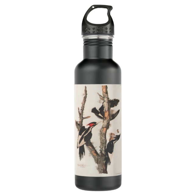 Audubon Ivory-Billed Woodpecker Edelstahlflasche (Vorderseite)