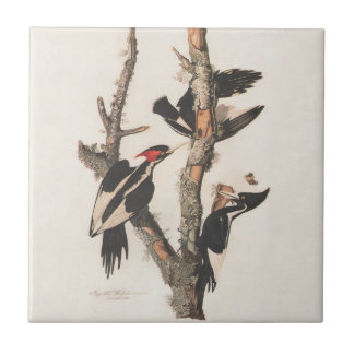 Audubon Ivory-Billed Woodpecker Fliese