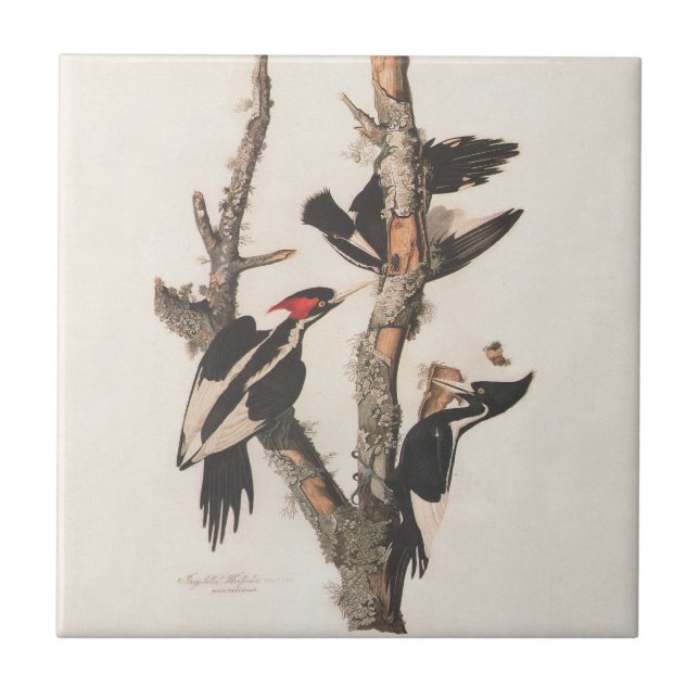 Audubon Ivory-Billed Woodpecker Fliese (Vorderseite)