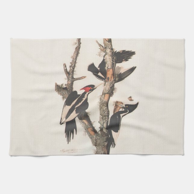 Audubon Ivory-Billed Woodpecker Handtuch (Horizontal)