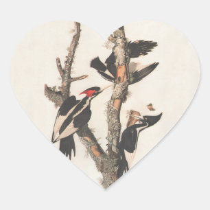 Audubon Ivory-Billed Woodpecker Herz-Aufkleber