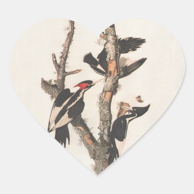 Audubon Ivory-Billed Woodpecker Herz-Aufkleber (Vorderseite)