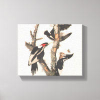 Audubon Ivory-Billed Woodpecker