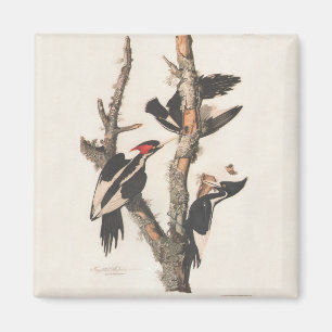 Audubon Ivory-Billed Woodpecker Magnet