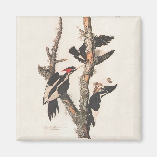 Audubon Ivory-Billed Woodpecker Magnet (Vorne)