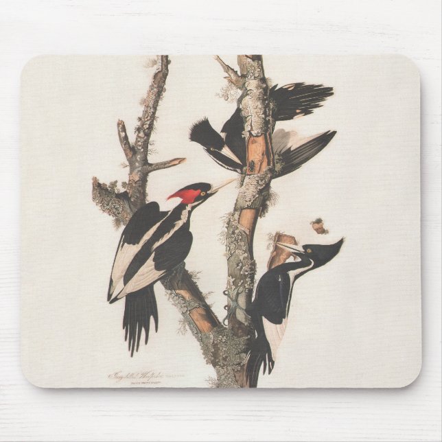 Audubon Ivory-Billed Woodpecker Mousepad (Vorne)