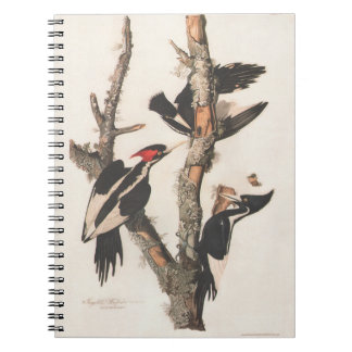 Audubon Ivory-Billed Woodpecker Notizblock