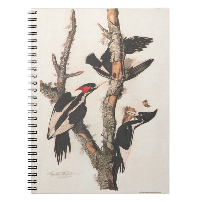Audubon Ivory-Billed Woodpecker Notizblock (Vorderseite)