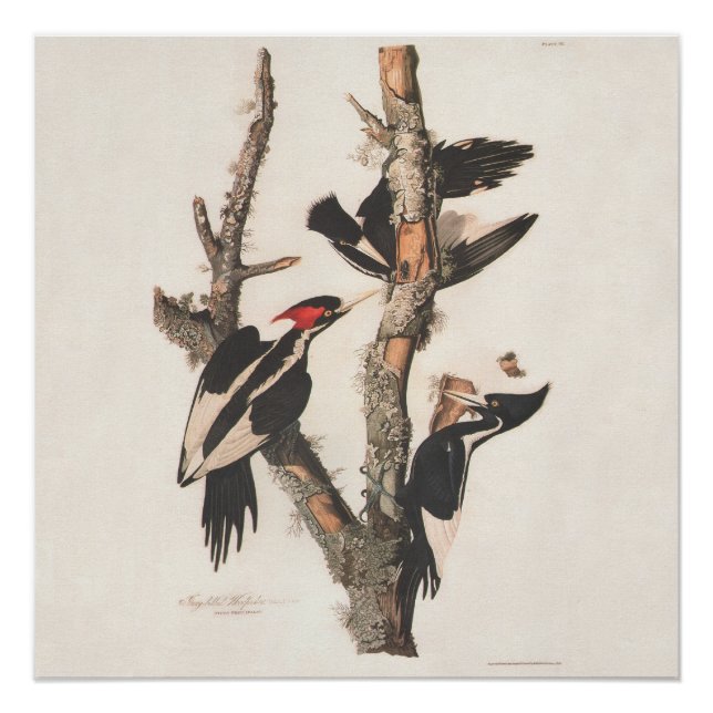 Audubon Ivory-Billed Woodpecker Poster (Vorderseite)