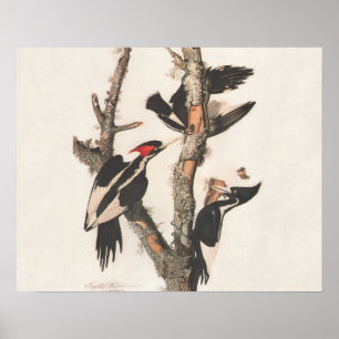 Audubon Ivory-Billed Woodpecker Poster