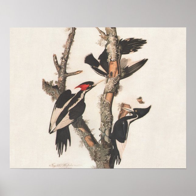 Audubon Ivory-Billed Woodpecker Poster (Vorne)
