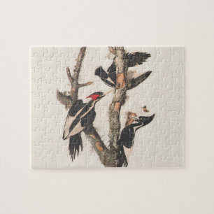 Audubon Ivory-Billed Woodpecker Puzzle