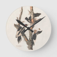 Audubon Ivory-Billed Woodpecker