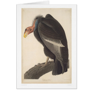 Audubon Kalifornien Geier (2609A)