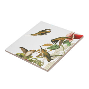 Audubon Kolibri Vögel Wildlife Florale Fliese