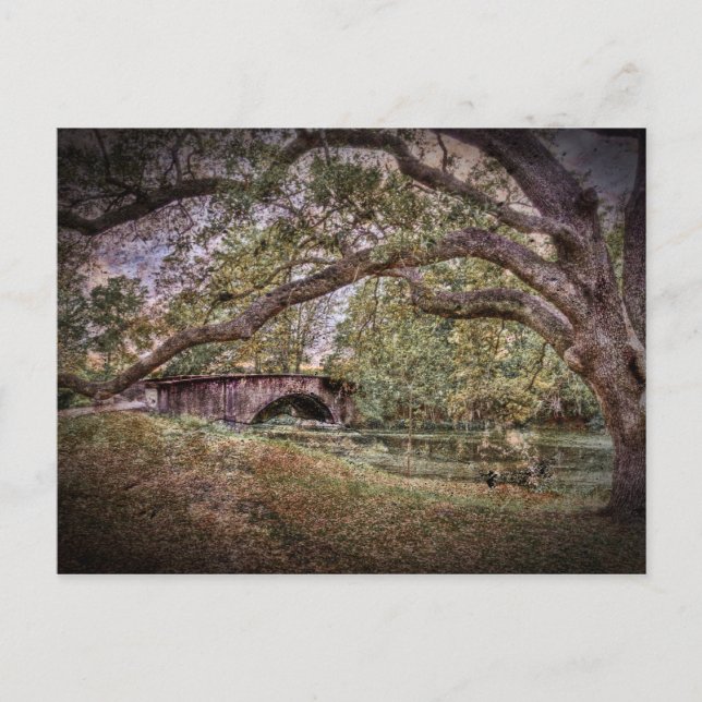 Audubon Lagoon Postkarte (Vorderseite)