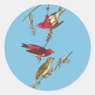 Audubon Lila Finch Bird Art Stickers
