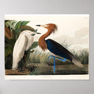 Audubon - Lila Heron Poster
