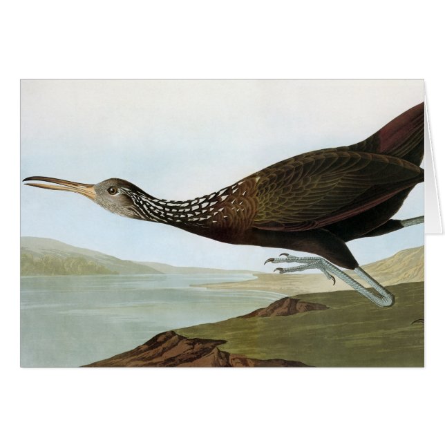 Audubon: Limpkin (Vorderseite (Horizontal))
