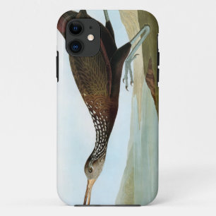 Audubon: Limpkin iPhone 11 Hülle