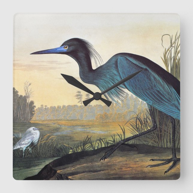 Audubon: Little Blue Heron Quadratische Wanduhr (Vorderseite)