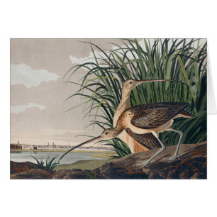 Audubon Long Billed Curlew Bird