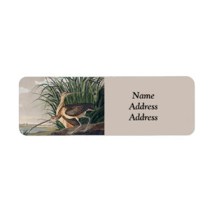 Audubon Long Billed Curlew Bird