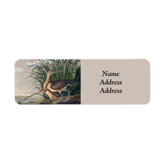 Audubon Long Billed Curlew Bird (Vorne)