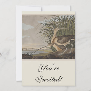 Audubon Long Billed Curlew Bird Einladung