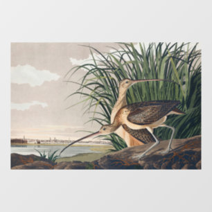 Audubon Long Billed Curlew Bird Fensteraufkleber
