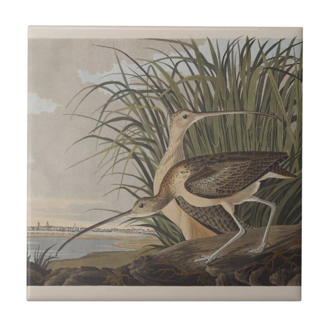 Audubon Long Billed Curlew Bird Fliese (Vorderseite)
