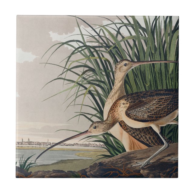 Audubon Long Billed Curlew Bird Fliese (Vorderseite)