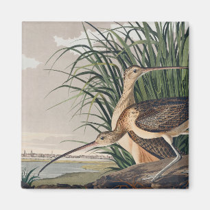 Audubon Long Billed Curlew Bird Magnet