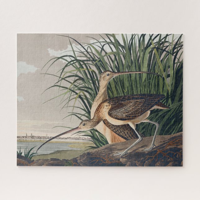 Audubon Long Billed Curlew Bird Puzzle (Horizontal)