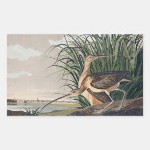 Audubon Long Billed Curlew Bird Rechteckiger Aufkleber