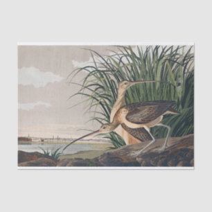 Audubon Long Billed Curlew Bird Seidenpapier