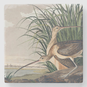 Audubon Long Billed Curlew Bird Steinuntersetzer