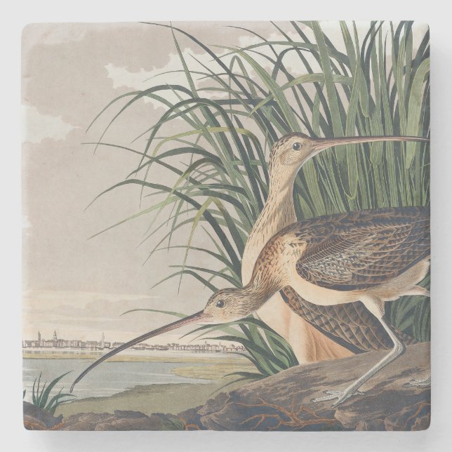 Audubon Long Billed Curlew Bird Steinuntersetzer (Vorderseite)