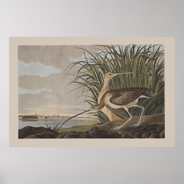 Audubon Long Billed Curlew Sandpiper Bird Poster (Vorne)