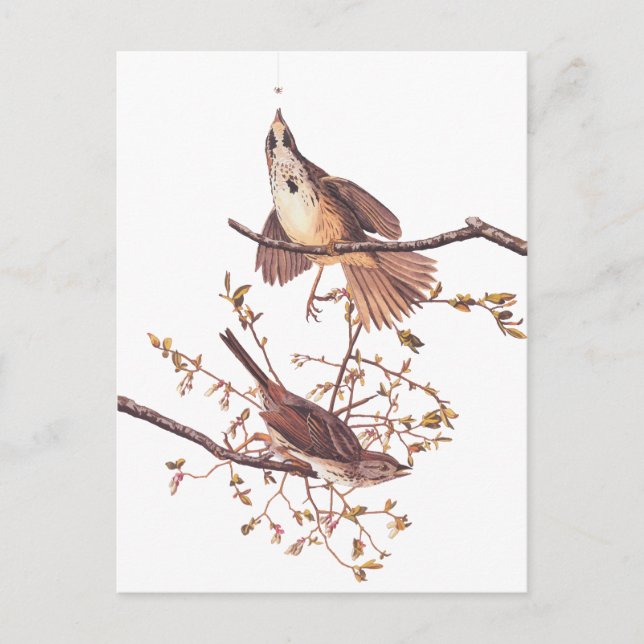 Audubon Long Sparrow Postkarte (Vorderseite)