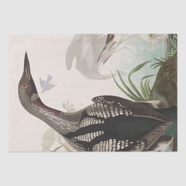 Audubon Loons Heron Birds Wildlife Tissue Paper Seidenpapier (Vorderseite)