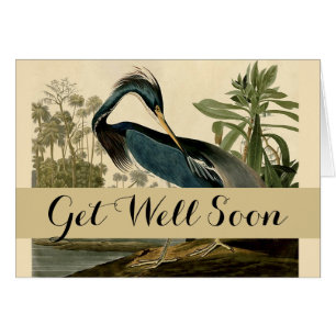 Audubon Louisiana Heron Birds America Art