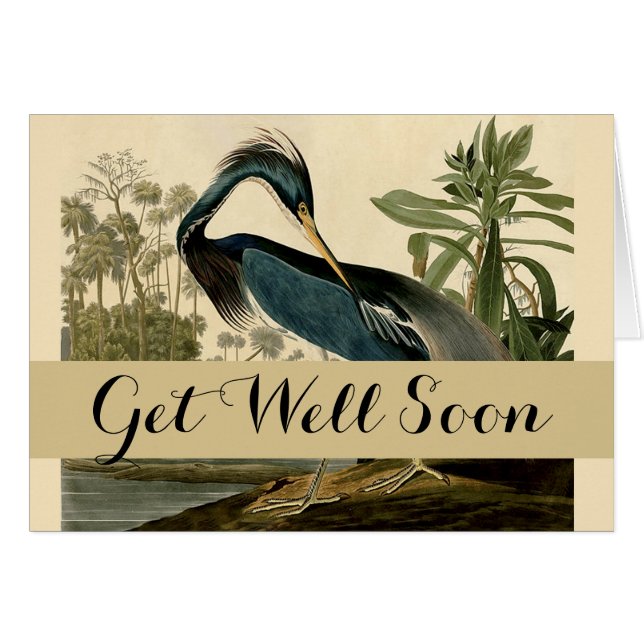 Audubon Louisiana Heron Birds America Art (Vorderseite (Horizontal))
