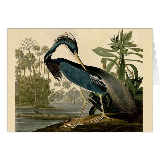 Audubon Louisiana Heron Birds America Art (Vorderseite (Horizontal))