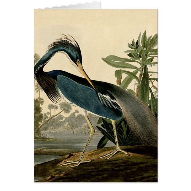 Audubon Louisiana Heron Birds America Art (Vorne)